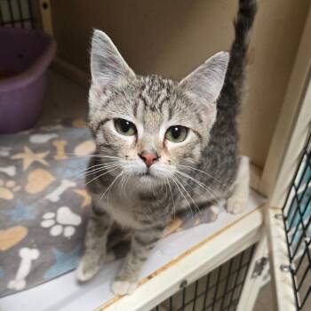 Lana -  Domestic Short Hair Cat for Adoption in Graham, Texas - Lana | PetCurious