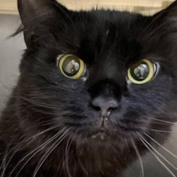 Double-M -  Domestic Long Hair Cat for Adoption in Baltimore, Maryland - Double-M | PetCurious