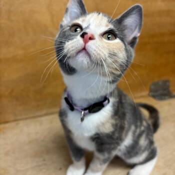 Rosalina -  Domestic Short Hair Cat for Adoption in Hopewell, Virginia - Rosalina | PetCurious