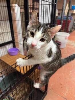 Domestic Short Hair Cats Available for Adoption in Olean, New York - Eagan | PetCurious