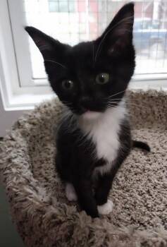 Penny * IN FOSTER * -  Domestic Short Hair Cat for Adoption in South Bend, Indiana - Penny * IN FOSTER * | PetCurious