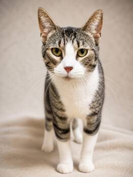 Tabby Cats Available for Adoption in Miami, Florida - Cappuccino  | PetCurious
