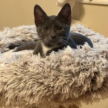 Domestic Short Hair Cats Available for Adoption in Houston, Texas - Jordan | PetCurious
