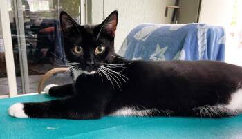Tuxi Boy -  Tuxedo and Domestic Short Hair Cat Available for Adoption in Pompano Beach, Florida - Tuxi Boy | PetCurious