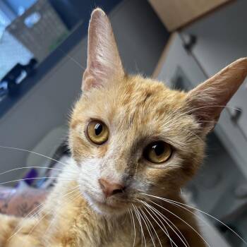 Bubbie -  Domestic Short Hair Cat for Adoption in Uniontown, Pennsylvania - Bubbie | PetCurious
