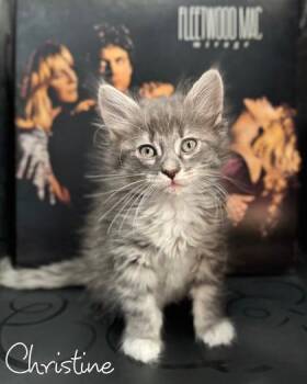 Christine -  Domestic Long Hair and Domestic Short Hair Cat for Adoption in Morton Grove, Illinois - Christine | PetCurious