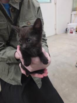 Fuji -  Domestic Short Hair Cat for Adoption in Twentynine Palms, California - Fuji | PetCurious