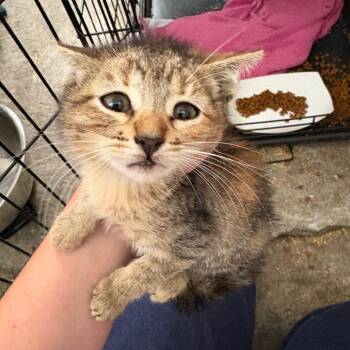 Maple -  Domestic Short Hair Cat for Adoption in Los Angeles, California - Maple | PetCurious