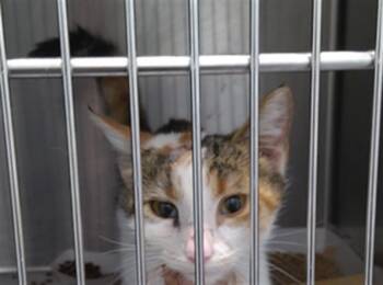 Domestic Short Hair Cats Available for Adoption - CINDY | PetCurious