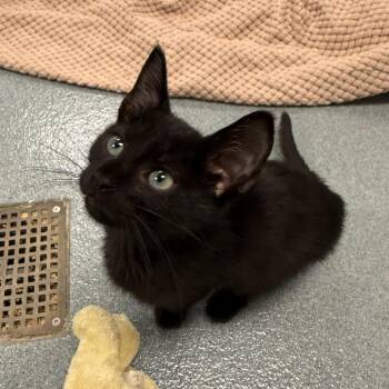 Vinyl -  Domestic Short Hair Cat for Adoption in West Palm Beach, Florida - Vinyl | PetCurious