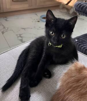 Larry 3.22.26 -  Domestic Short Hair Cat for Adoption in Apopka, Florida - Larry 3.22.26 | PetCurious