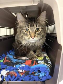 Domestic Long Hair Cats Available for Adoption in Saint Paul, Minnesota - Senaiyah | PetCurious