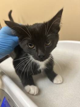 Rescue Domestic Short Hair Cats for Adoption in Spokane Valley, Washington - 80548 | PetCurious