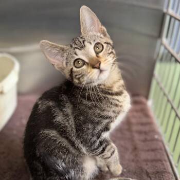 May -  Domestic Short Hair Cat Available for Adoption in Los Angeles, California - May | PetCurious