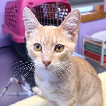 Alvin -  Domestic Short Hair Cat for Adoption in Redwood Valley, California - Alvin | PetCurious
