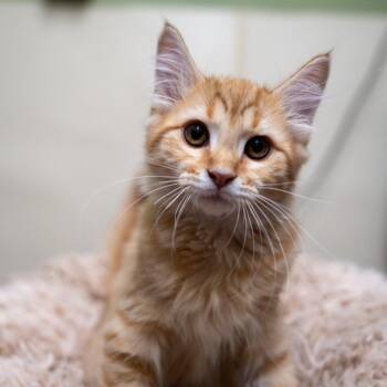 Baylan -  Domestic Medium Hair Cat for Adoption in Gainesville, Georgia - Baylan | PetCurious