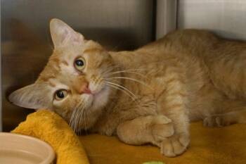 Rescue Tabby Cats for Adoption in New Milford, Connecticut - Bishop | PetCurious