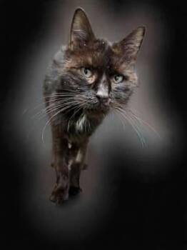 Domestic Short Hair Cats Available for Adoption - Stormy   | PetCurious