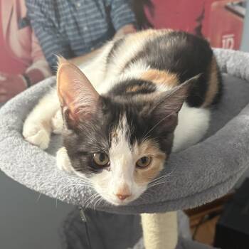 Domestic Short Hair Cats Available for Adoption - Evie | PetCurious