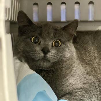Domestic Short Hair Cats Available for Adoption in Salt Lake City, Utah - Kat | PetCurious