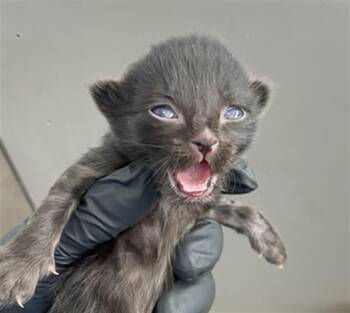 EEYORE -  Domestic Short Hair Cat for Adoption in Dallas, Texas - EEYORE | PetCurious