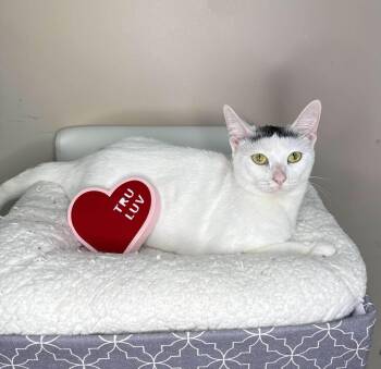 Rescue Domestic Short Hair Cats for Adoption in Muskego, Wisconsin - Bella - Sweet And Affectionate | PetCurious