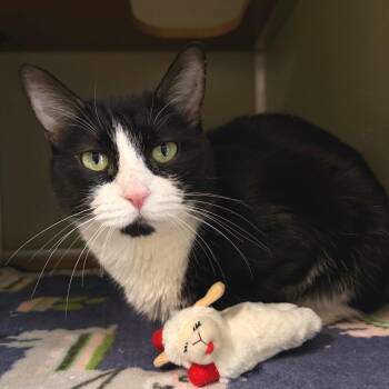 Domestic Short Hair Cats Available for Adoption - Serenity | PetCurious