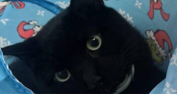 Rescue Domestic Short Hair Cats for Adoption in Houston, Texas - Spooky | PetCurious