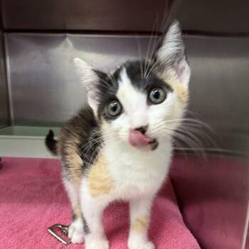 Effie -  Domestic Short Hair Cat for Adoption in Auburn, Alabama - Effie | PetCurious