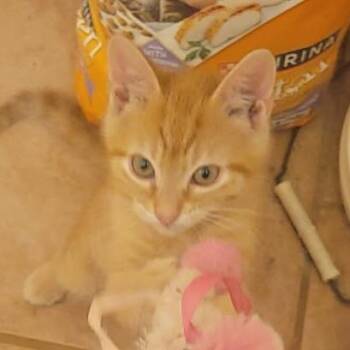 Link-C -  Domestic Short Hair Cat for Adoption in East St. Louis, Illinois - Link-C | PetCurious