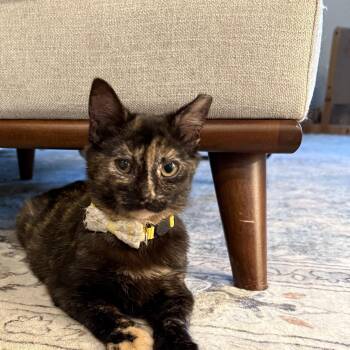 Domestic Short Hair Cats Available for Adoption in Rossville, Georgia - Europa | PetCurious