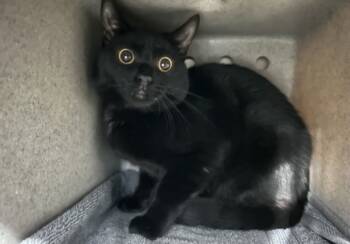 Rescue Domestic Short Hair Cats for Adoption in New York, New York - Hi Hat | PetCurious
