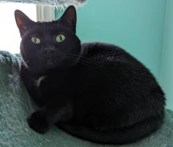Domestic Short Hair Cats Available for Adoption - Shell-Lee | PetCurious