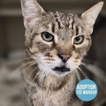Tom -  Domestic Short Hair and Siamese Cat for Adoption in Sacramento, California - Tom | PetCurious