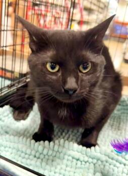 Marlow -  Domestic Short Hair Cat for Adoption in Augusta, Georgia - Marlow | PetCurious