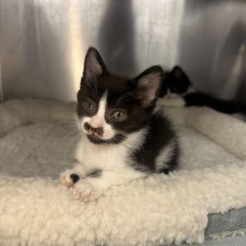 Cleo -  Domestic Short Hair Cat for Adoption in Los Angeles, California - Cleo | PetCurious