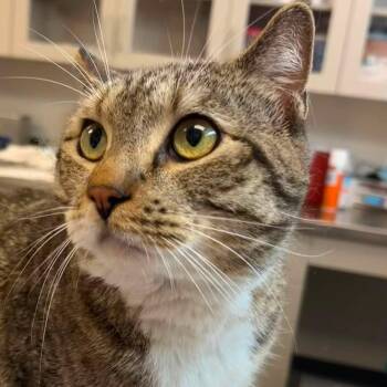 Rotisserie Chicken -  Domestic Short Hair Cat for Adoption in Evanston, Illinois - Rotisserie Chicken | PetCurious