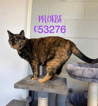 Domestic Short Hair Cats Available for Adoption - Phoebe | PetCurious