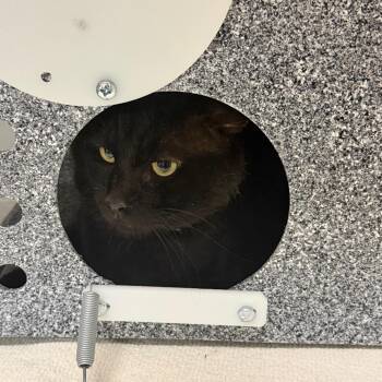 Richie -  Domestic Short Hair Cat for Adoption in Dickinson, Texas - Richie | PetCurious