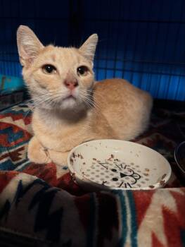 Rescue Domestic Short Hair Cats for Adoption - Cheeto | PetCurious