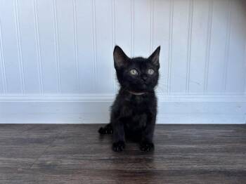 Domestic Short Hair Cats Available for Adoption in Colorado Springs, Colorado - ETHAN | PetCurious