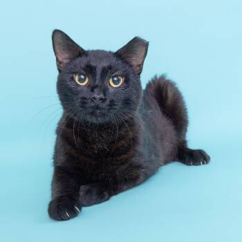 Rescue Domestic Short Hair Cats for Adoption in Franklin, Tennessee - Lorsin | PetCurious