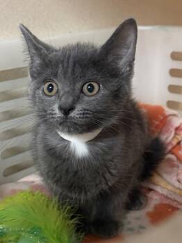 Domestic Short Hair Cats Available for Adoption in North Charleston, South Carolina - 92310A Lacy | PetCurious