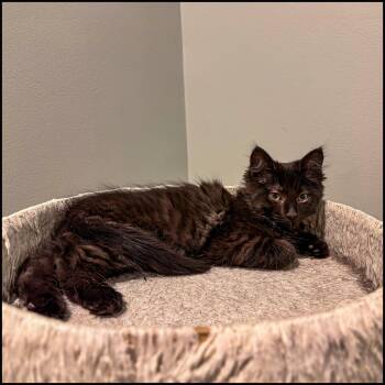 Domestic Long Hair Cats Available for Adoption in Roswell, Georgia - Wookie | PetCurious