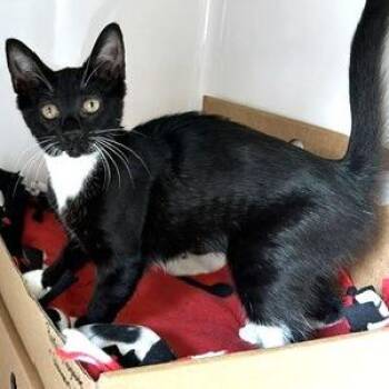 Troglobite -  Domestic Short Hair Cat for Adoption - Troglobite | PetCurious
