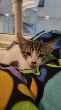 Texas Pete -  Domestic Short Hair Cat for Adoption in Charleston, South Carolina - Texas Pete | PetCurious