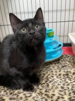 Noir-Available for foster-to-adopt -  Domestic Short Hair Cat for Adoption in Hayward, Wisconsin - Noir-Available For Foster-to-adopt | PetCurious
