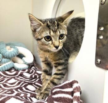 Rescue Domestic Short Hair Cats for Adoption in Texas City, Texas - PIPSQUEAK | PetCurious