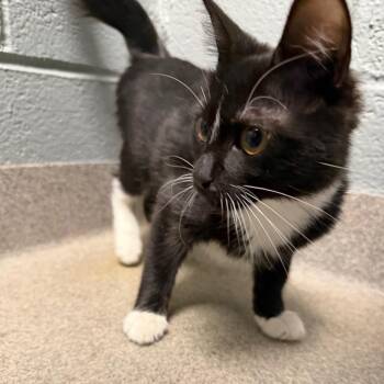 Domestic Short Hair Cats Available for Adoption - Sadako | PetCurious