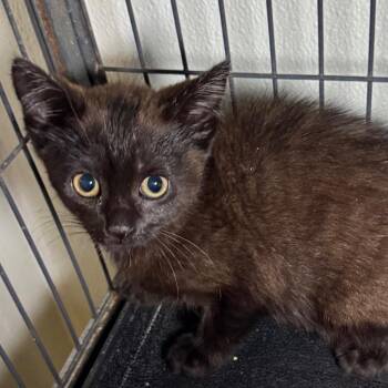 Rae -  Domestic Short Hair Cat for Adoption in Saginaw, Michigan - Rae | PetCurious